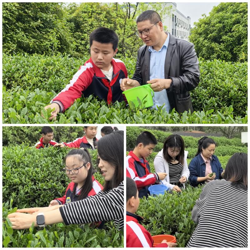 融合·体验·赋能：培智生活数学实景化实践
——以徽州茶文化场景下的生活化课程实施研究